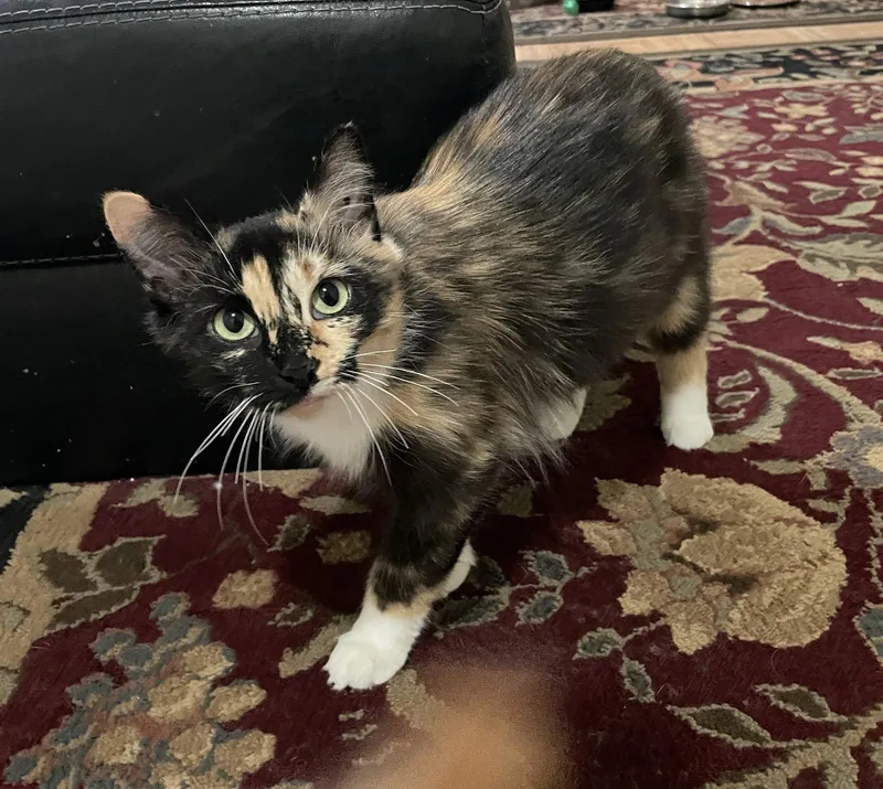An adult medium-sized female Domestic Short Hair cat named Sasha for adoption in Herndon, VA