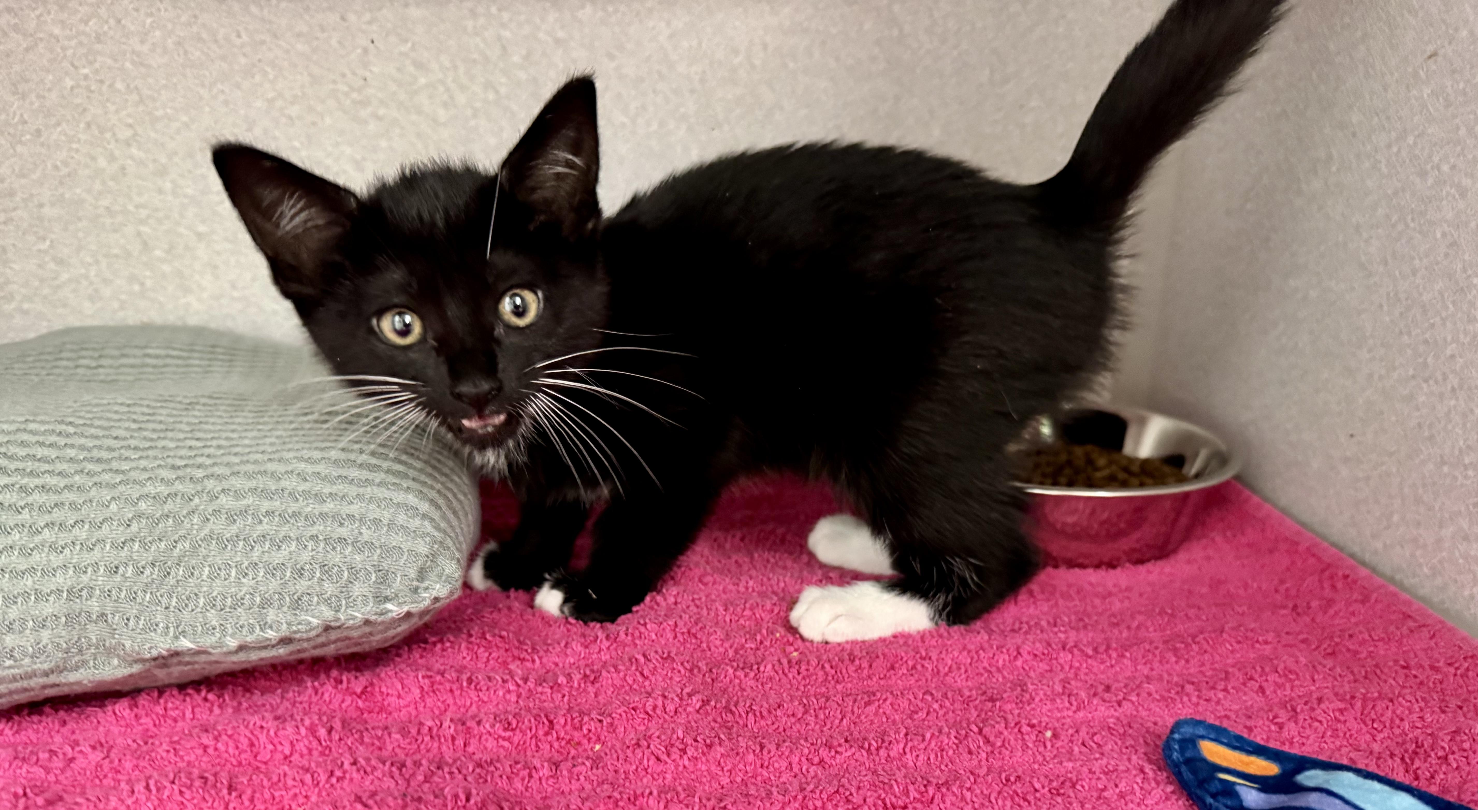 A baby medium-sized female Black & White / Tuxedo Tuxedo cat named Stormy for adoption in Red Bluff, CA