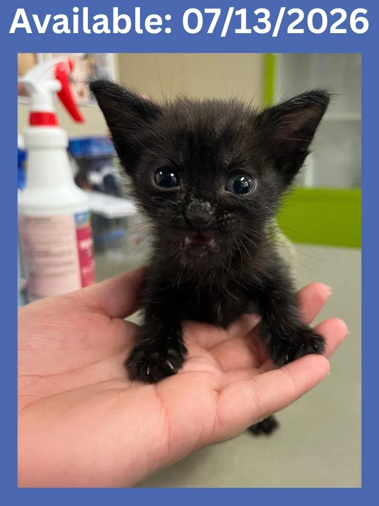 A baby medium-sized male Domestic Short Hair cat named Cat Condo for adoption in Greenville, TX