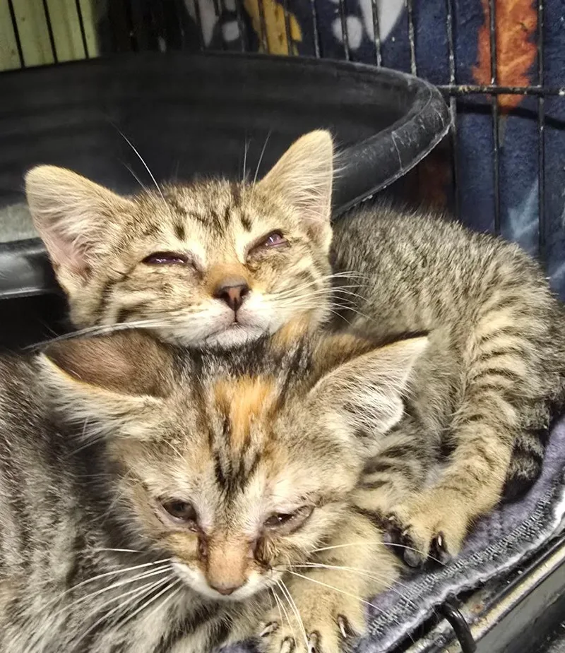 A baby medium-sized female Domestic Short Hair cat named Ma Rainey for adoption in Auburn, IN