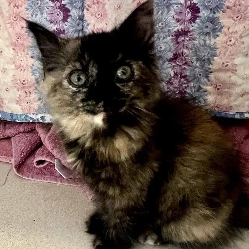 Zuzu