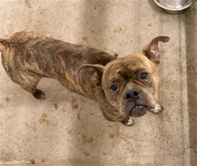 An adult large-sized female Boxer dog named Glinda for adoption in San Bernardino, CA