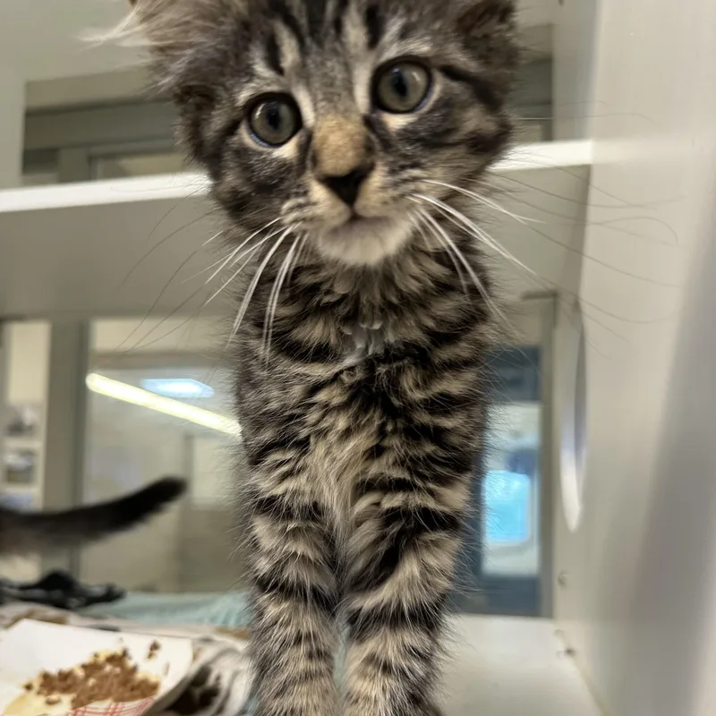 A baby small-sized female Tabby (Brown / Chocolate) Domestic Medium Hair cat named Morgana for adoption in Manassas, VA