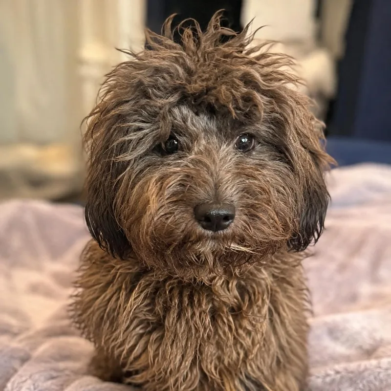 Teddy