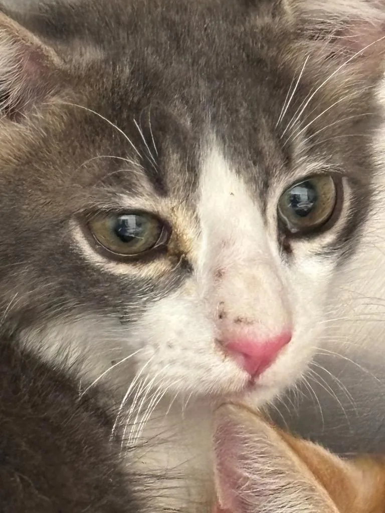 A baby medium-sized male Domestic Short Hair cat named Buddy for adoption in Belton, TX