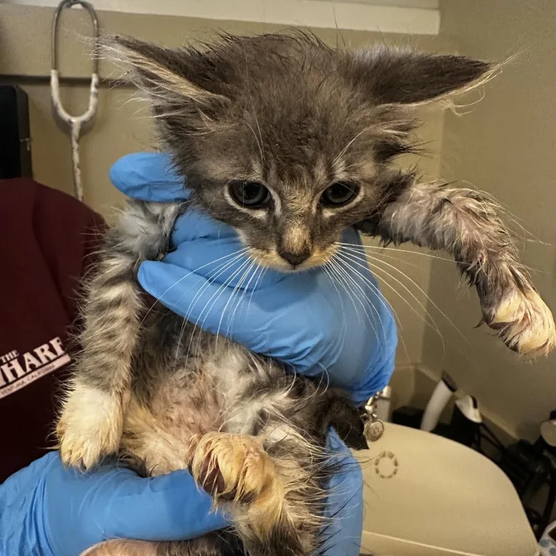 A baby small-sized male Gray / Blue / Silver Domestic Long Hair cat named Xander for adoption in Ojai, CA