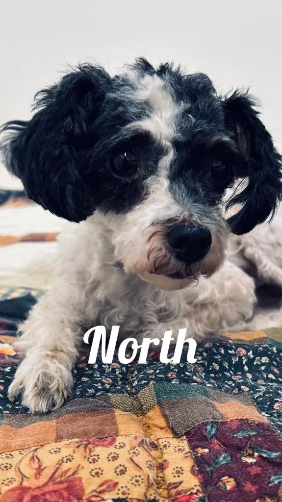 An adult small-sized female Poodle dog named North for adoption in Jacksonville, IL