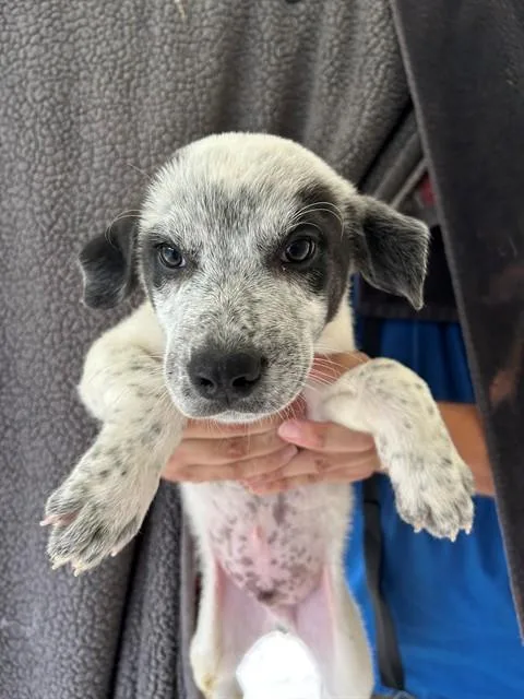 A baby large-sized male Anatolian Shepherd dog named Mankie for adoption in Cookeville, TN