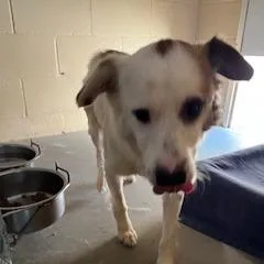 An adult small-sized male Brown / Chocolate Australian Shepherd dog named Dylan for adoption in Buellton, CA