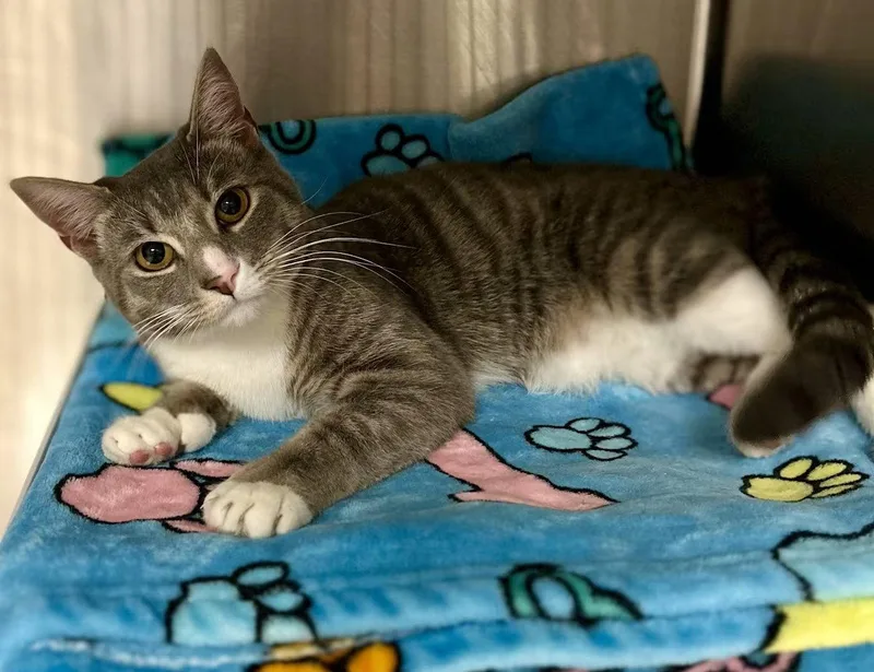 An adult medium-sized female Gray & White Domestic Short Hair cat named Mila for adoption in Whitehall, PA