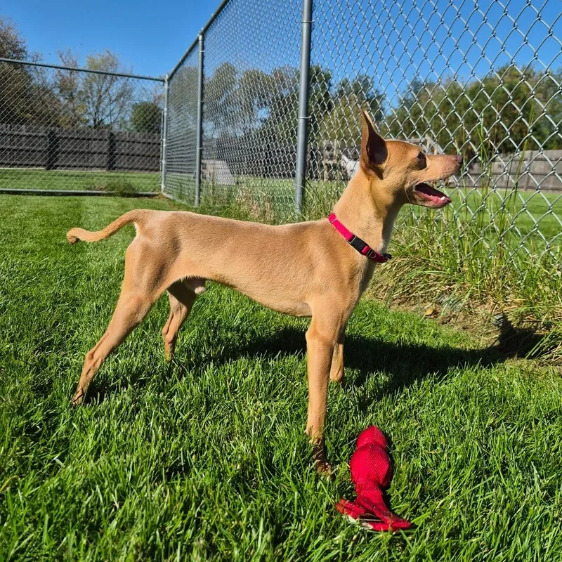 A young small-sized male Brown / Chocolate Mixed Breed dog named Campbell for adoption in Woodstock, IL