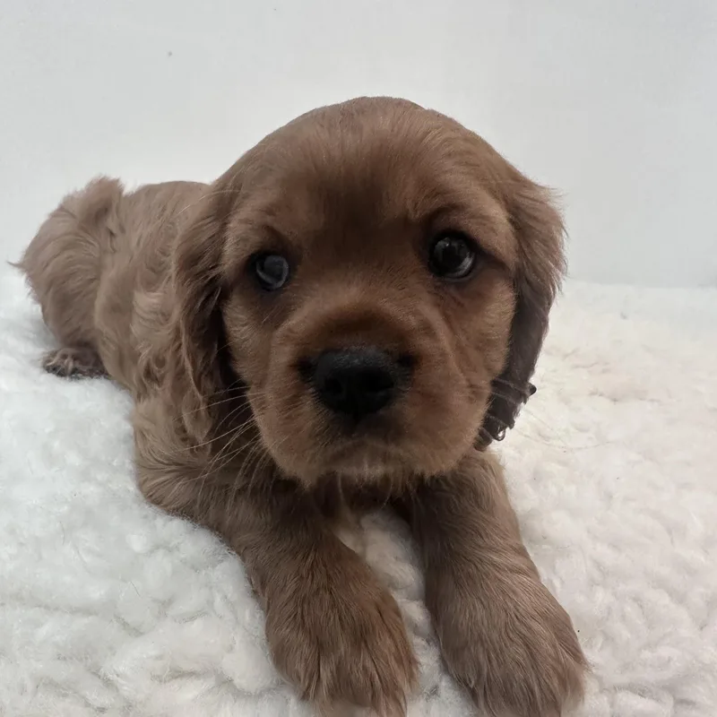 Brewster thumbnail 2