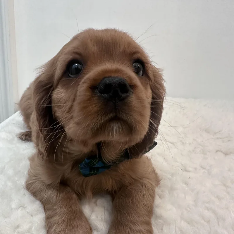 Brewster thumbnail 3