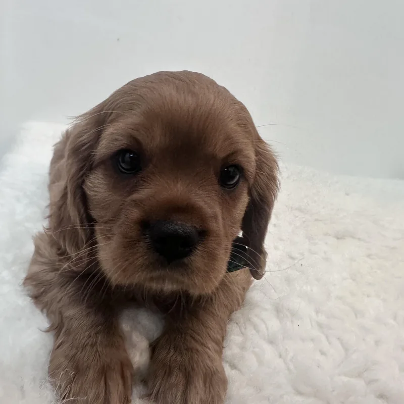 Brewster thumbnail 4