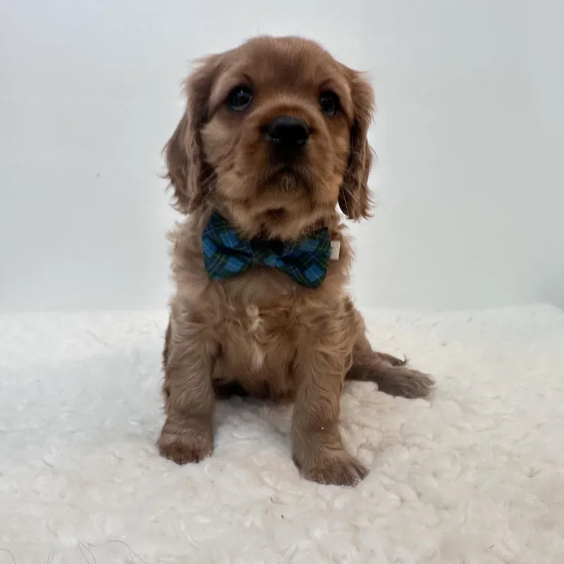 Brewster thumbnail 5