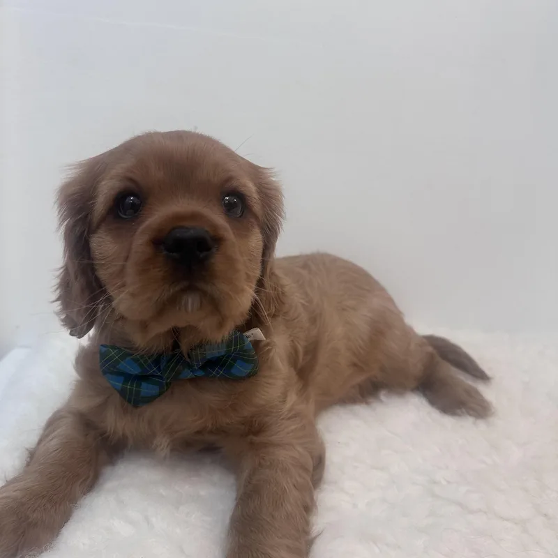 Brewster thumbnail 6