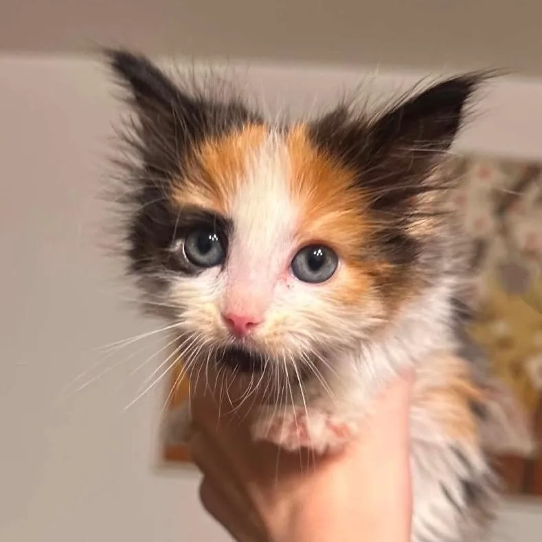 A baby small-sized female Calico Domestic Long Hair cat named Gretel for adoption in Midland, TX