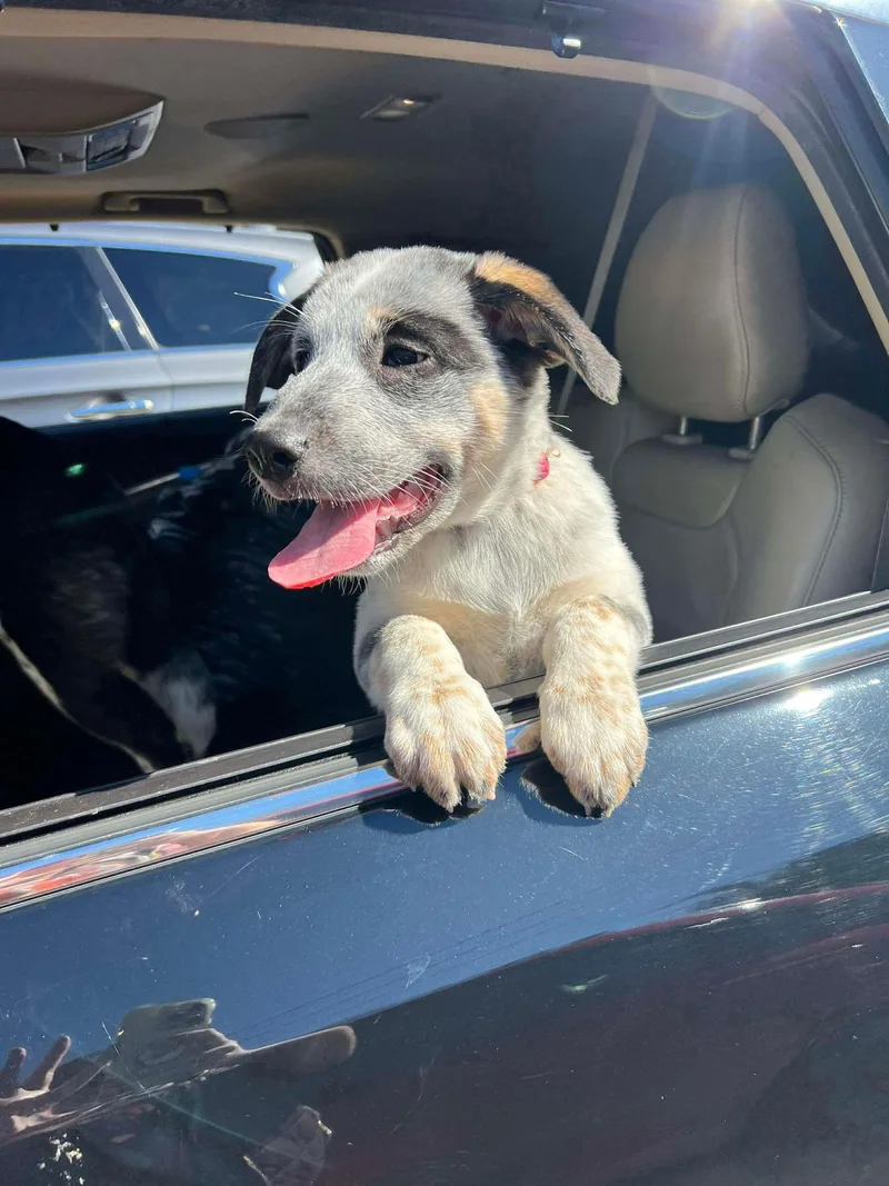 A young medium-sized female Cattle Dog dog named Riley for adoption in Westwood, NJ