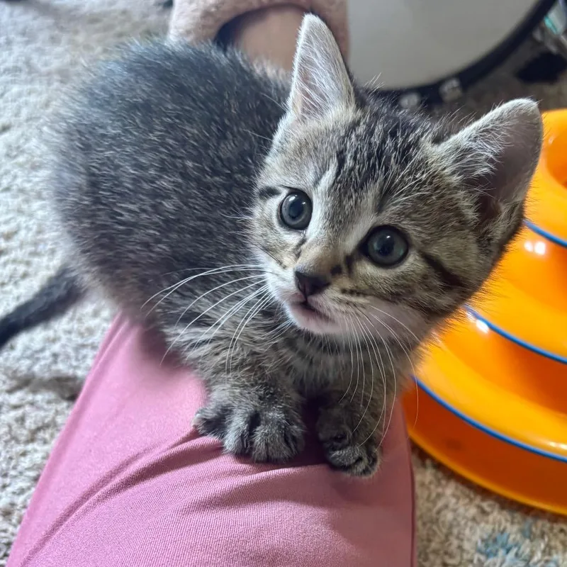 A baby small-sized female Brown / Chocolate Domestic Short Hair cat named Gak for adoption in Buffalo, MN