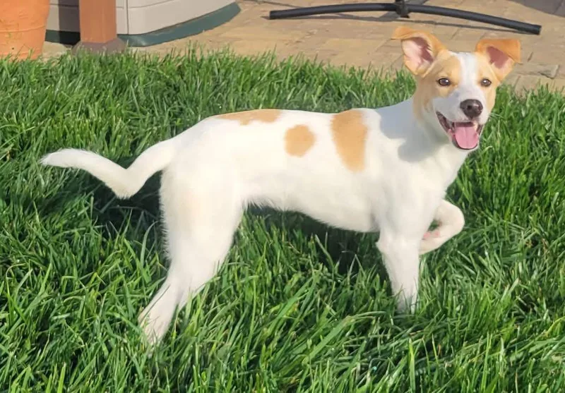 A baby small-sized female White / Cream Parson Russell Terrier dog named Lily for adoption in Woodbury, NJ