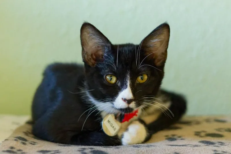 A baby medium-sized female Domestic Short Hair cat named Migas for adoption in Hot Springs, AR