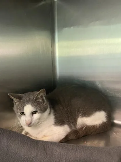 An adult small-sized male Domestic Short Hair cat named Jimmy for adoption in Spruce Pine, NC