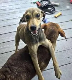 A young small-sized male Brown / Chocolate Rat Terrier dog named Rusty for adoption in Sudbury, MA
