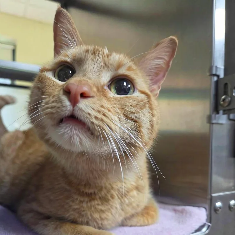 A senior large-sized male Domestic Short Hair cat named Sweet Tea for adoption in Plover, WI