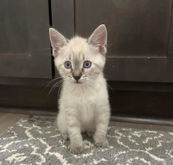 A baby small-sized male Siamese cat named Felix for adoption in Vancouver, WA