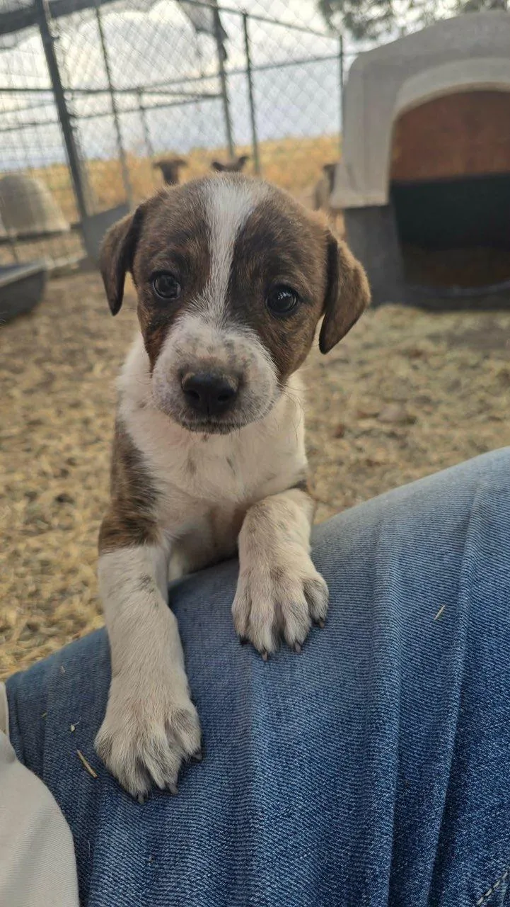 A baby medium-sized male Brindle Labrador Retriever dog named Jack for adoption in Uxbridge, MA