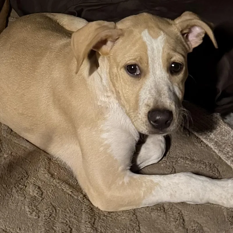 A baby medium-sized female Yellow / Tan / Blond / Fawn Dachshund dog named Bailey for adoption in Phoenix, AZ