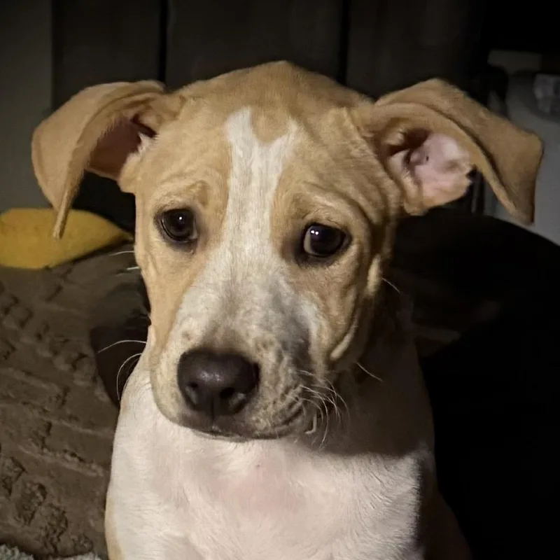 Bailey thumbnail 2