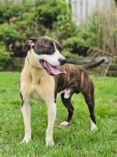 A young medium-sized male Pit Bull Terrier dog named Taz for adoption in Statesville, NC