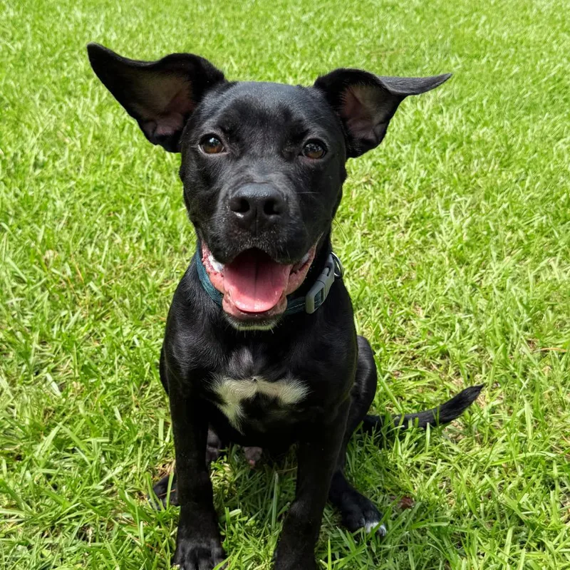 Jet
