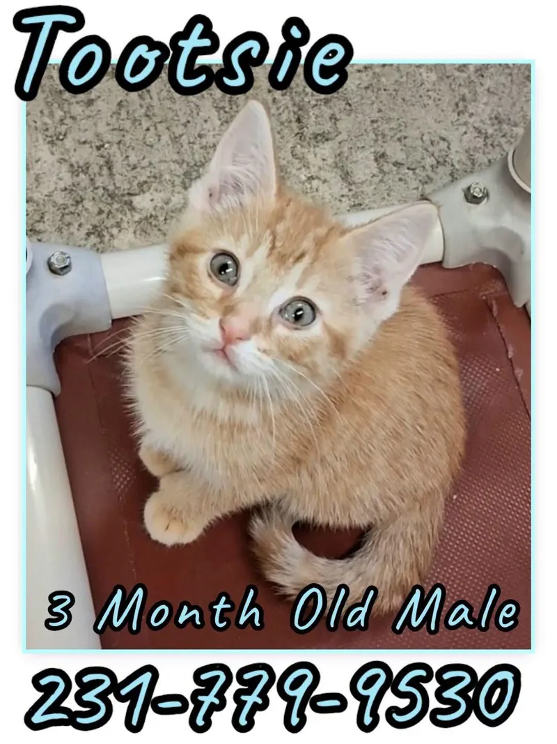 A baby medium-sized male Domestic Short Hair cat named Tootsie for adoption in Cadillac, MI