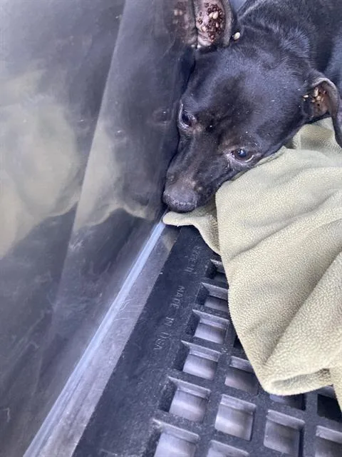 A young small-sized male Mixed Breed dog named Courage for adoption in Dallas, TX