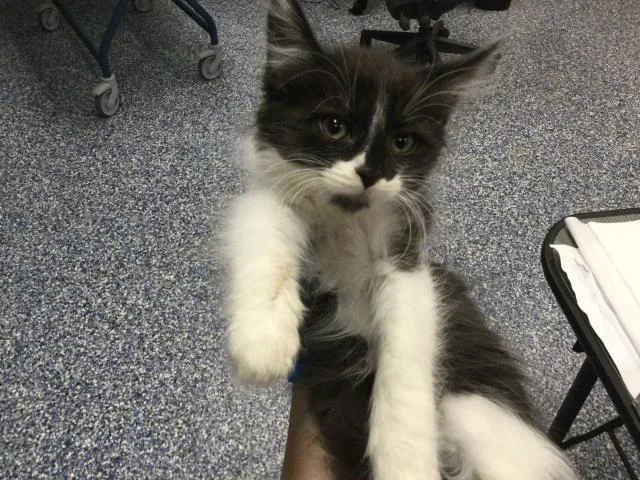 A baby small-sized male Domestic Medium Hair cat named A for adoption in Thousand Palms, CA