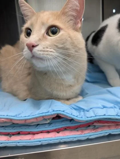 An adult large-sized male Domestic Short Hair cat named Kit for adoption in Columbus, IN