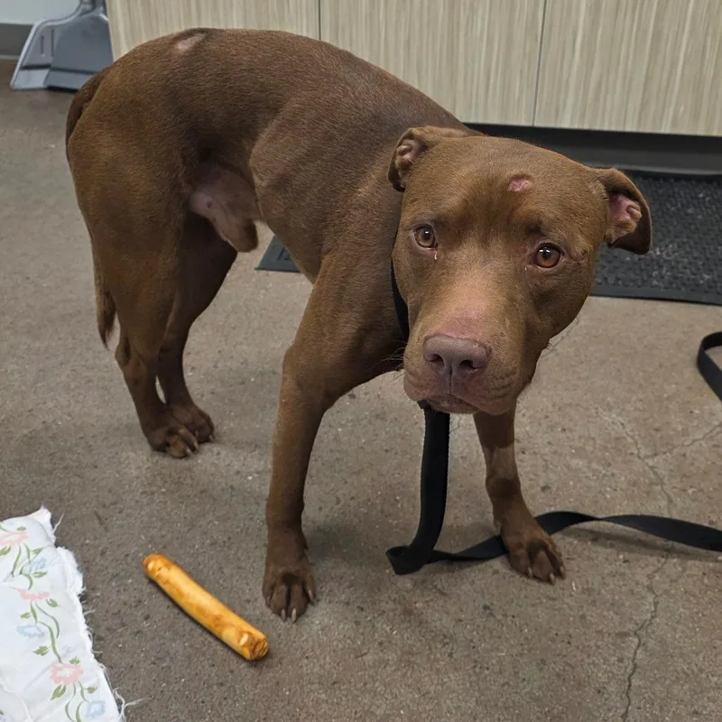 An adult small-sized male Brown / Chocolate Pit Bull Terrier dog named BoBo for adoption in Chattanooga, TN