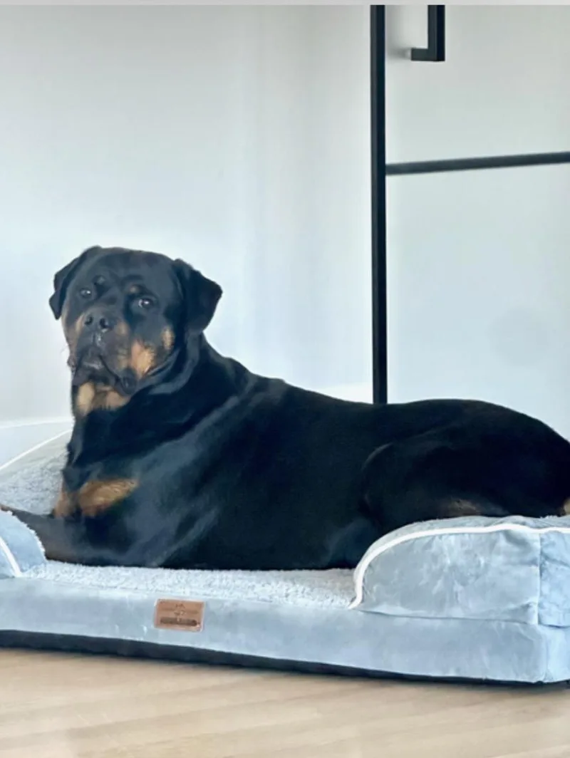 A young large-sized male Rottweiler dog named Amos for adoption in Kankakee, IL