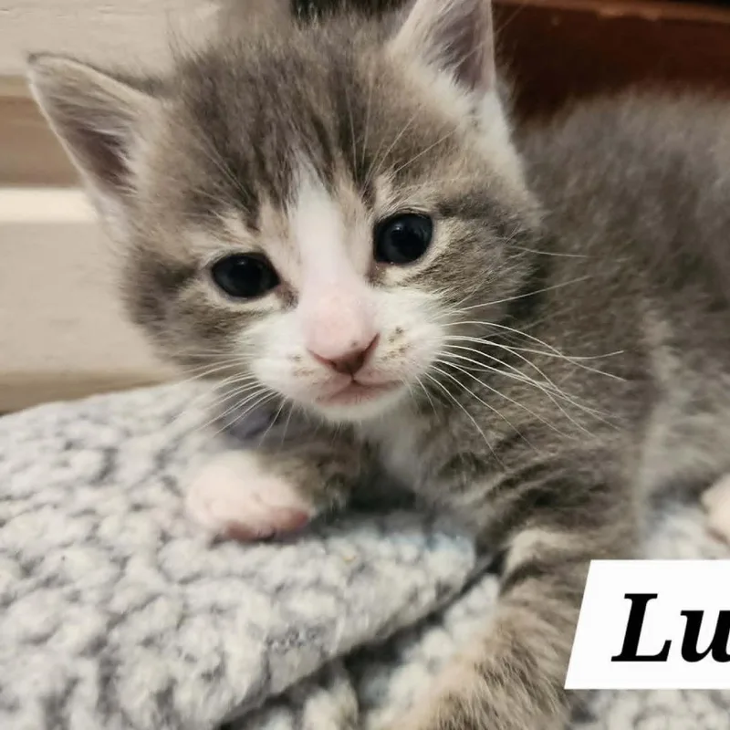A baby small-sized male Gray / Blue / Silver Domestic Short Hair cat named Luigi for adoption in Reisterstown, MD