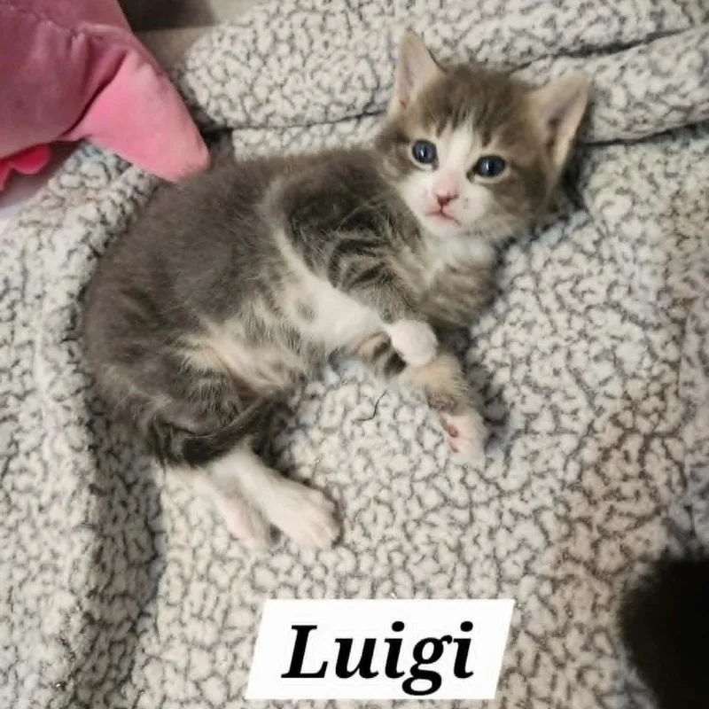 Luigi thumbnail 4