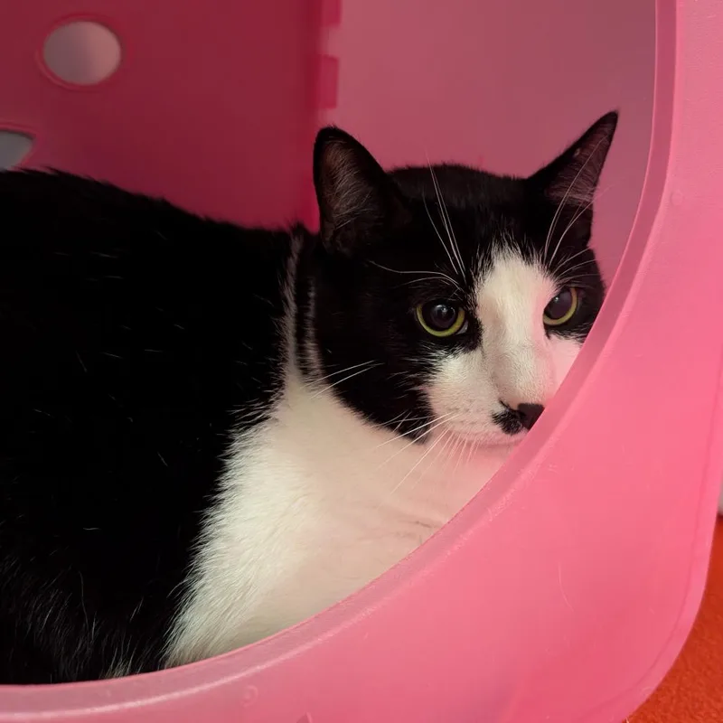 An adult extra large-sized male Black Domestic Short Hair cat named Jinx for adoption in Titusville, FL