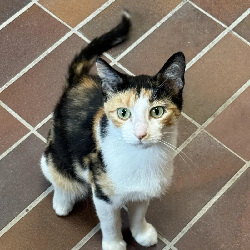 A young medium-sized female Calico cat named Margot for adoption in Des Moines, IA