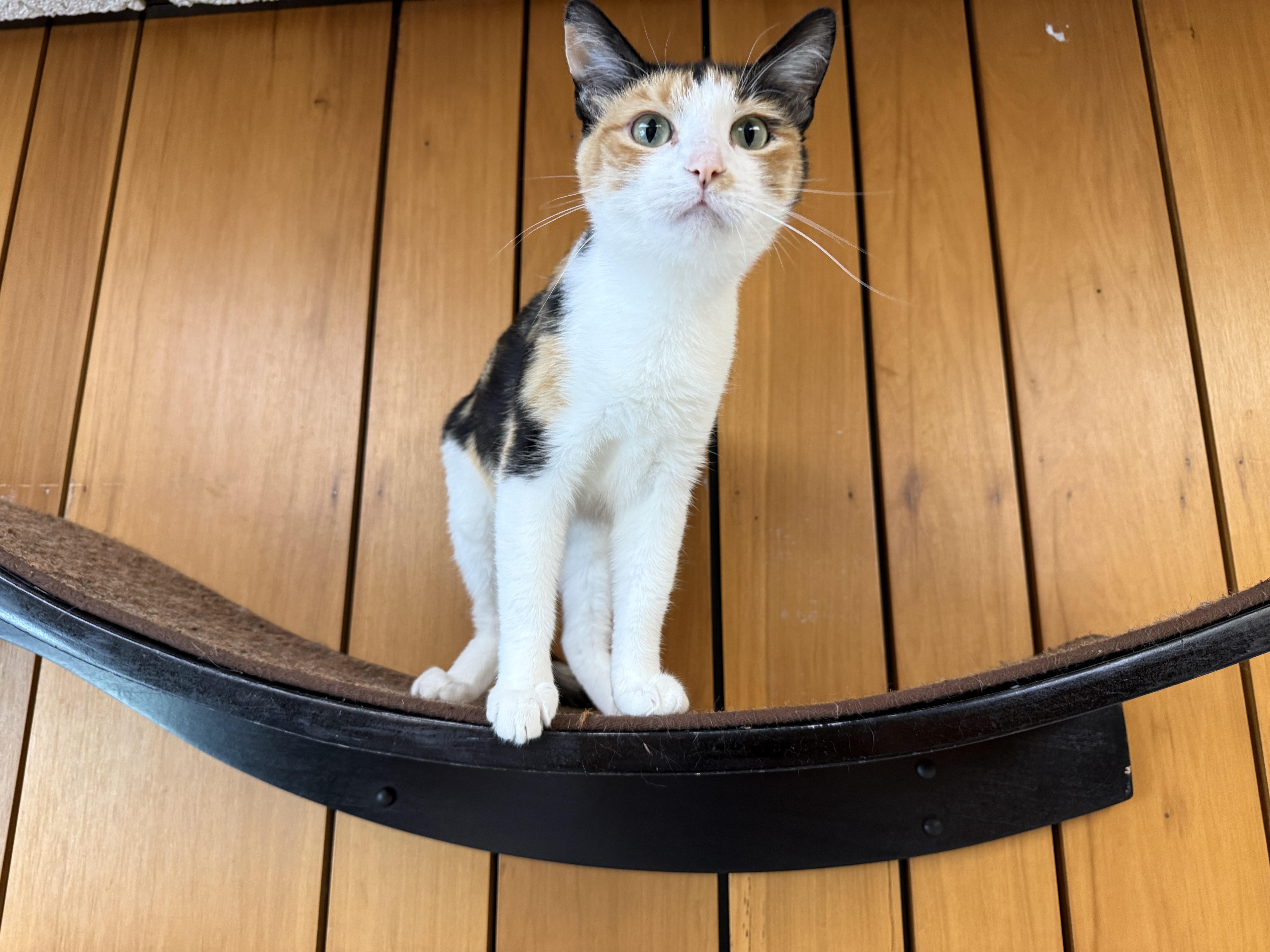 Margot thumbnail 2