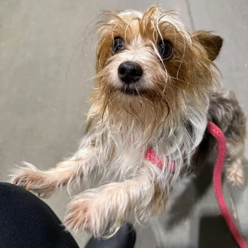 An adult small-sized male Yellow / Tan / Blond / Fawn Mixed Breed dog named Ace for adoption in Fredericksburg, VA