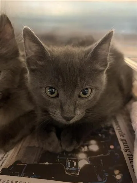 A baby small-sized female Domestic Short Hair cat named Rain for adoption in Houston, TX