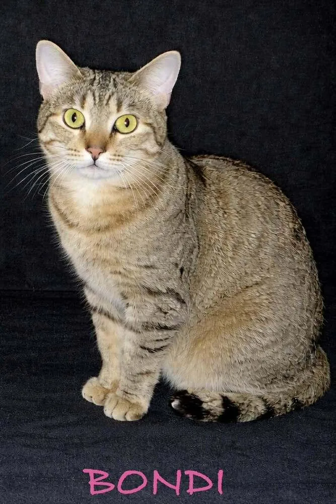 An adult medium-sized female Brown / Chocolate Domestic Short Hair cat named Bondi for adoption in Evansville, IN