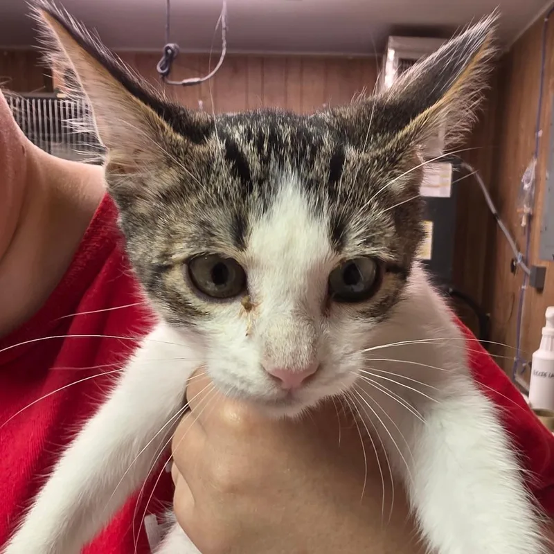 A baby small-sized male Brown / Chocolate Domestic Short Hair cat named Logan for adoption in Leander, TX