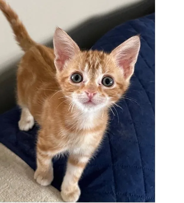A baby medium-sized male Tabby (Orange / Red) Domestic Short Hair cat named Mango for adoption in Lafayette, LA